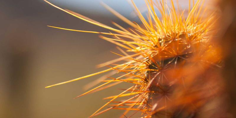 印刷99：揭秘专业画册印刷如何成就品牌视觉盛宴