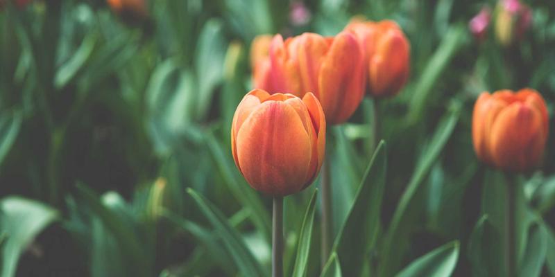 绿色印刷新篇章：环保油墨在赣汇印刷画册印务服务中的创新应用与未来趋势